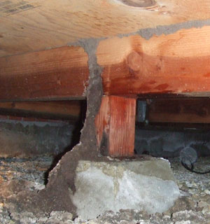 Subterranean Termites Tubes